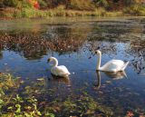 Swans In Fall