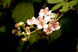 Blackberry Blossoms