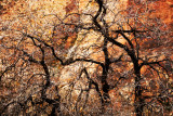 Canyonlands