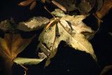 Floating leaf - Red Rock Canyon, Sedona