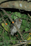 <i>(Otus lempiji lemurum)</i> <br /> Collared Scops Owl
