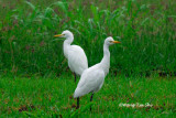 <i>(Ardea ibis)</i> <br />Cattle Egret