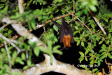 (Pteropus vampyrus) Large Flying Fox