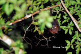 (Pteropus vampyrus) Large Flying Fox