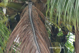(Pteropus hypomelanus) Island Flying Fox