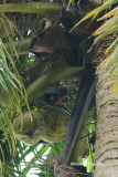 (Pteropus hypomelanus) Island Flying Fox