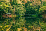 Sepilok- Lake at Rainforest Discovery Centre, Sandakan.