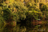 Sepilok- Lake at Rainforest Discovery Centre, Sandakan.