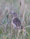 Spraques Pipit-2.jpg