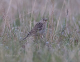 Spraques Pipit-3.jpg