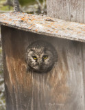 Boreal Owl-3.jpg