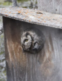 Boreal Owl-4.jpg