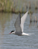 Arctic Tern1473.jpg