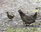Spruce Grouse-7.jpg