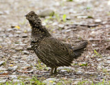 Spruce Grouse-f.jpg