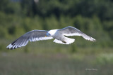 Mew Gull0117.jpg
