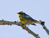 Magnolia Warbler-3.jpg