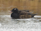 White-winged Scoter-1.jpg