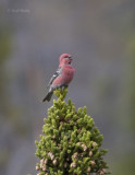 Pine Grosbeak-8.jpg