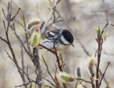 Blackpoll Warbler-2.jpg