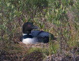 Common Loon-5.jpg