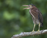 Green Heron Perched 1.jpg