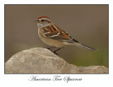 American Tree Sparrow