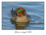 Geen-winged Teal