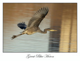 Great Blue Heron