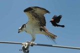 Blackbird attacks