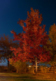 DSC_3464a.jpg
