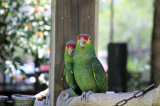Lovebirds @ Jungle Gardens