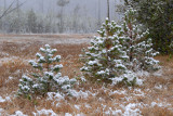 DSC_2932.jpg