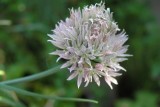 Chives  - in the Potager Garden