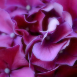 Red Cabbage
