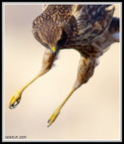 Northern Harrier