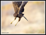 Northern Harrier