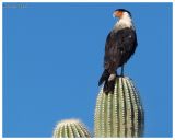 Crested Caracara