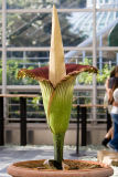 Another shot of the corpse plant.