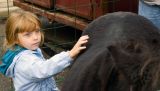 Pet the Horse at Woosterfest