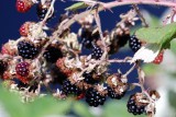 Wild Berries