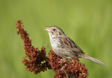 Henslows Sparrow