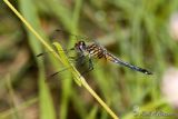 Blue Dasher (Pachydiplax longipennis)  Male.jpg
