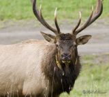 Bull Elk facing me.jpg