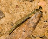 A teneral (just emerged) male Enallagma sp