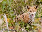 Red Fox.jpg