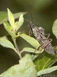 Wheel Bug side view.jpg