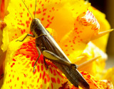 Bug and flower from the Highlander Hotel Mt, Hagen