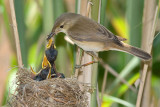 (European) Reed Warbler.