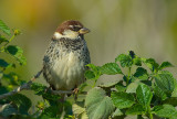 Spanish Sparrow.